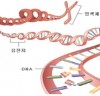 세상을 바꾸는 새로운 기술과 생각 - 당신은 유전자(DNA)에 대하여 얼마나 알고 계십니까?