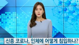 신종 코로나, 인체에 어떻게 침입하나? / YTN 사이언스